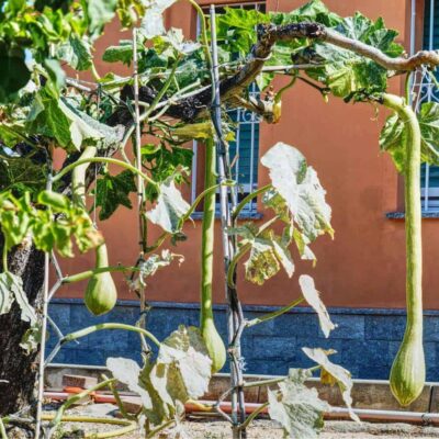 Zucchine trombetta