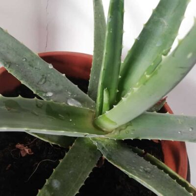 aloe in vaso