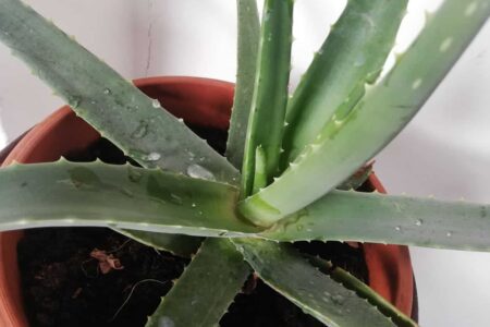 aloe in vaso