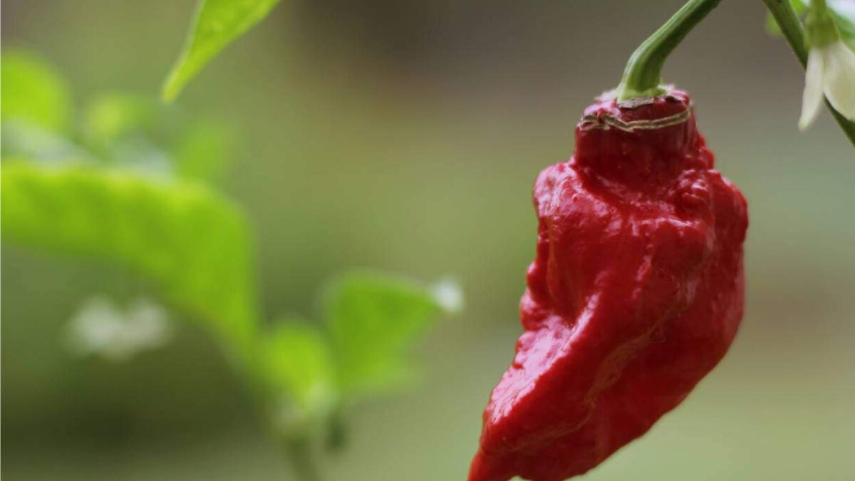 bhut jolokia