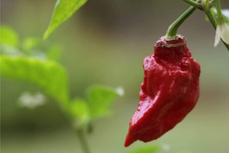 bhut jolokia