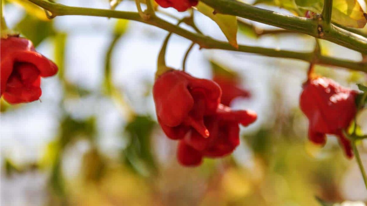 carolina reaper