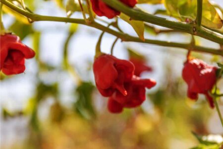 carolina reaper