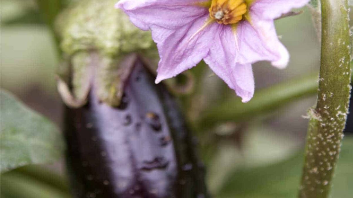 melanzana frutto e fiore