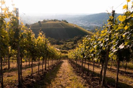 concimazione vigna