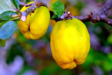 albero potato di melo cotogno