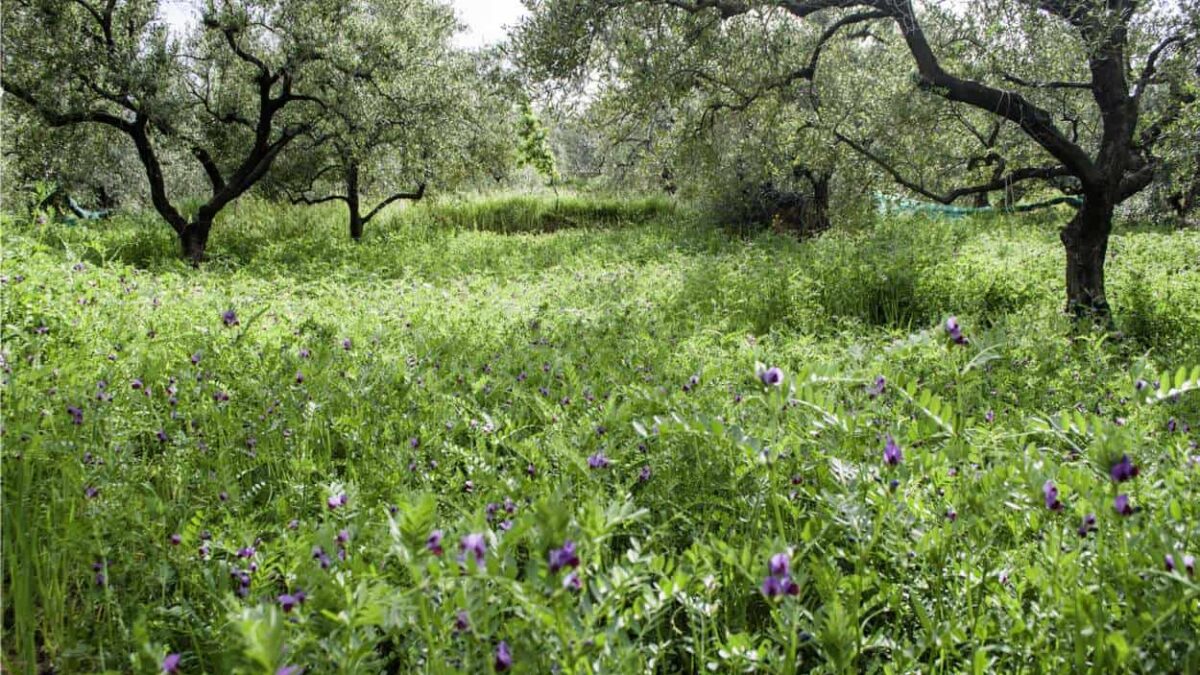 cover crops