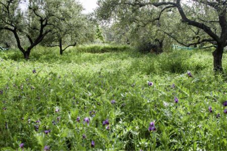 cover crops