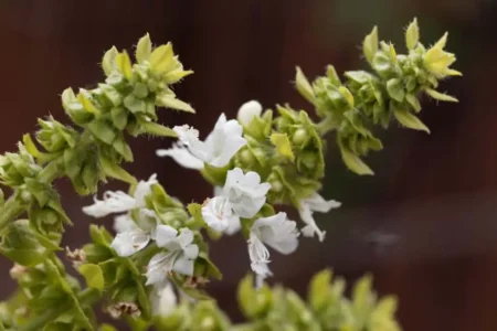 fiore di basilico