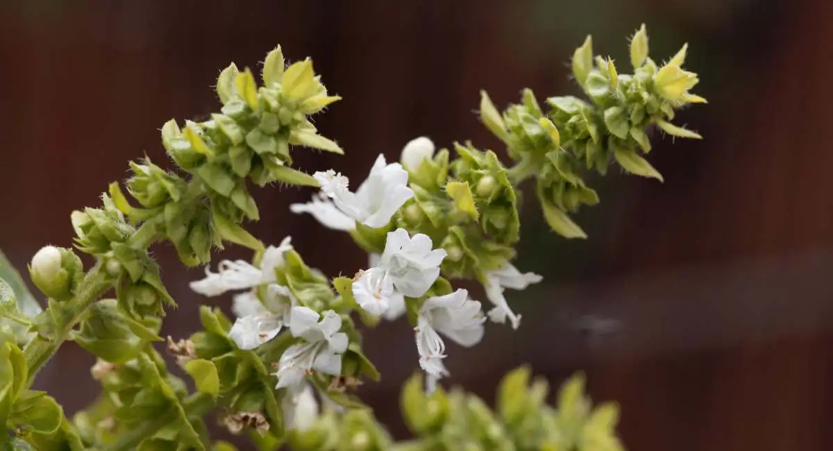 fiore di basilico