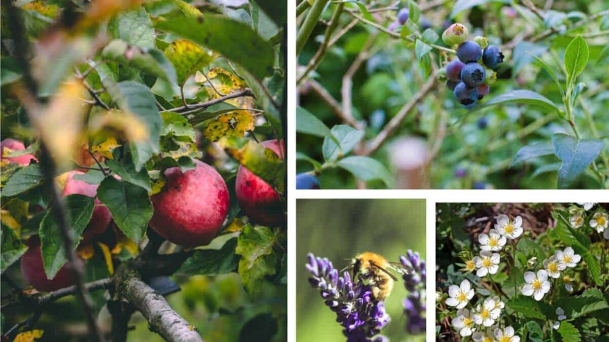 food forest