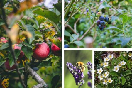 food forest