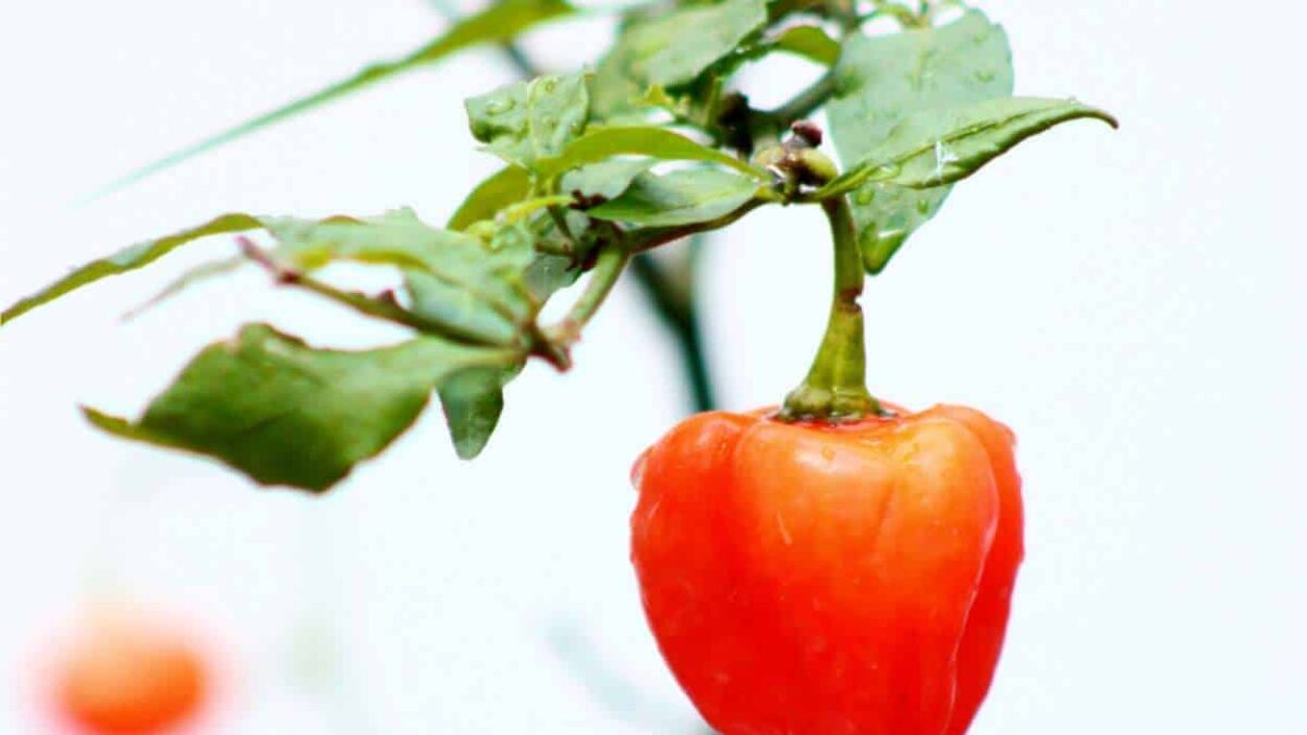 peperoncino habanero