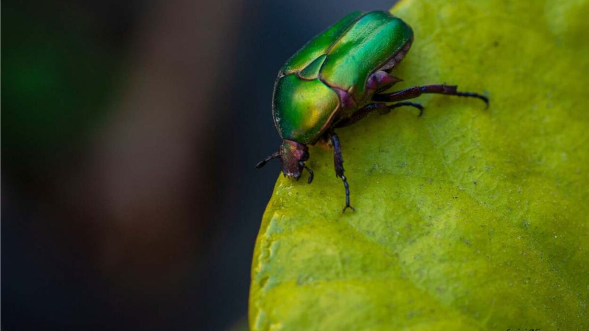 insetti e biodiversità