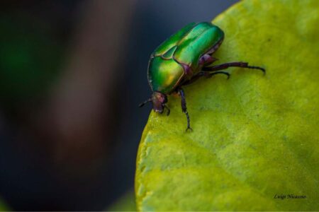 insetti e biodiversità