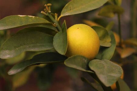 limone e difesa dai parassiti