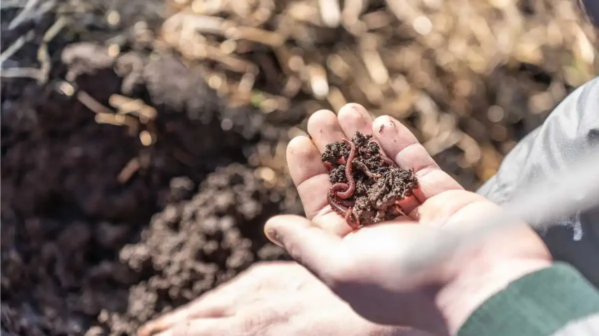 vermicompost