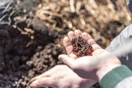 vermicompost