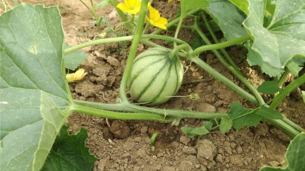 piccolo melone in crescita