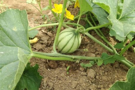 piccolo melone in crescita