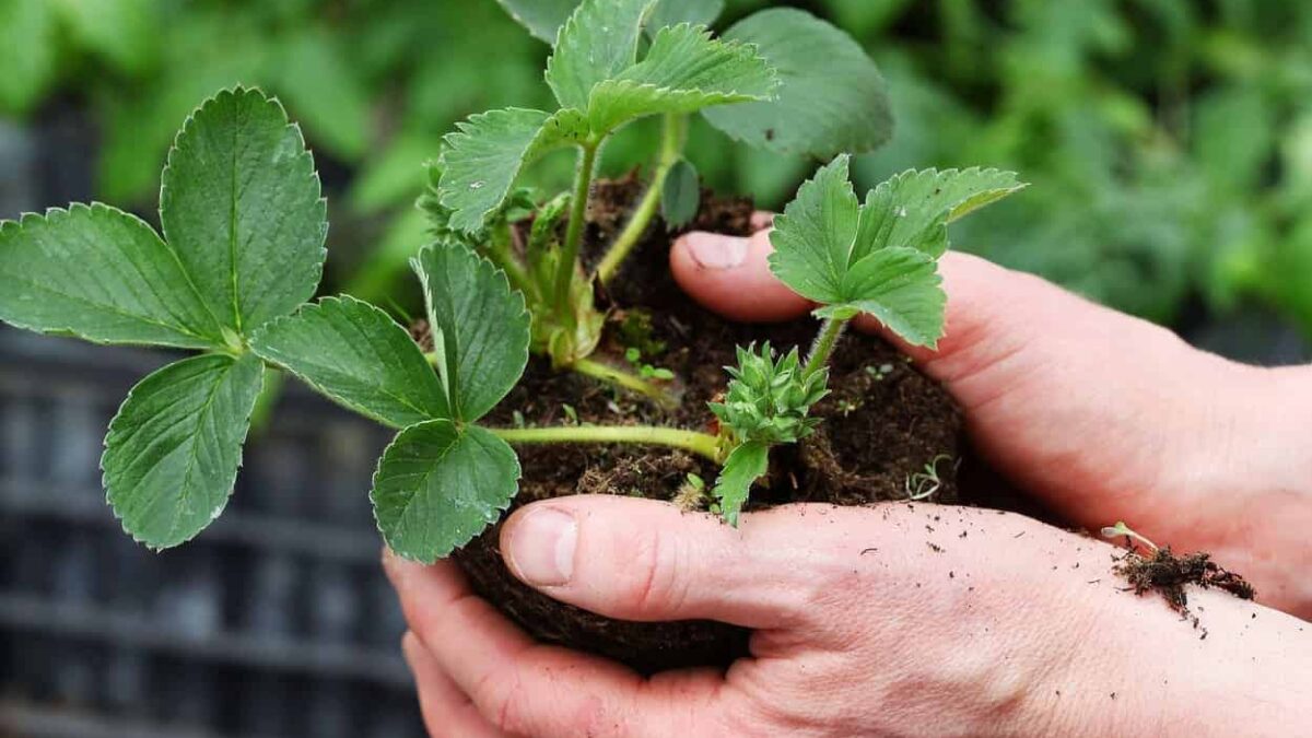 piantina nuova di fragole