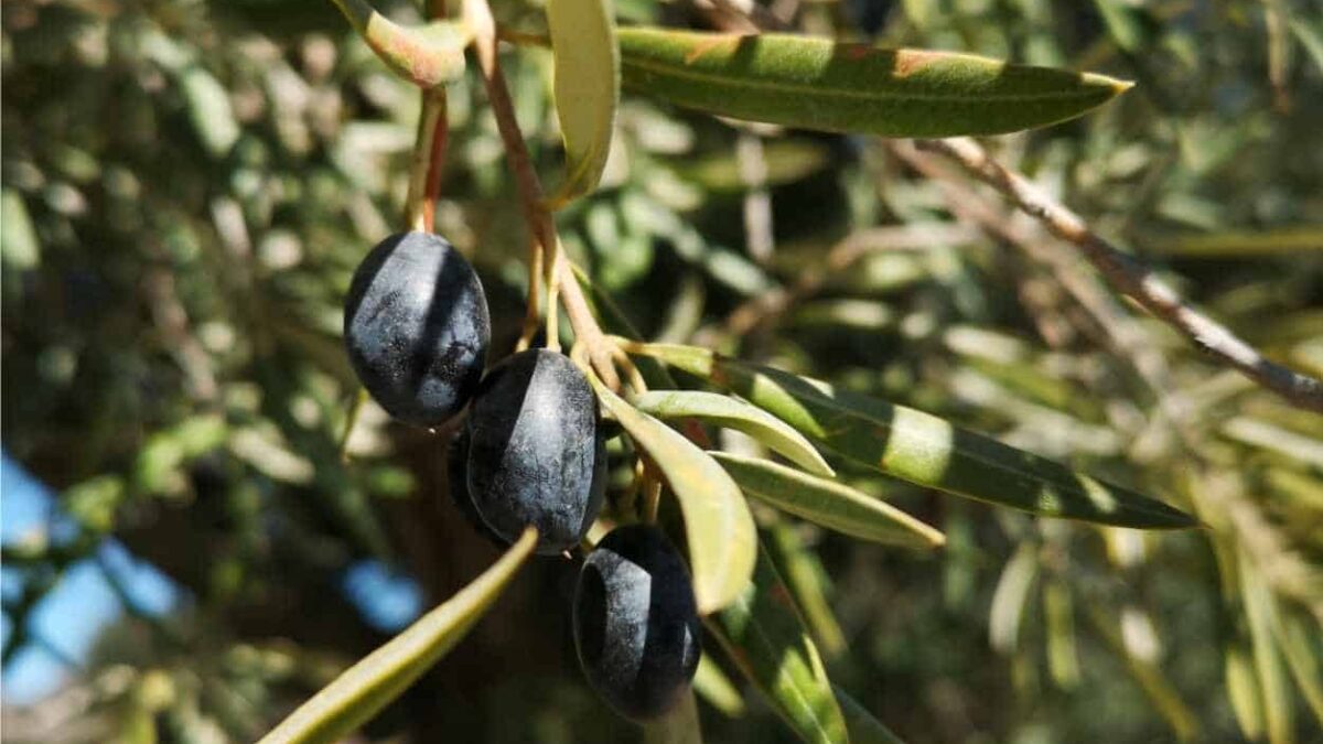 olive varietà