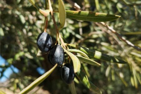 olive varietà