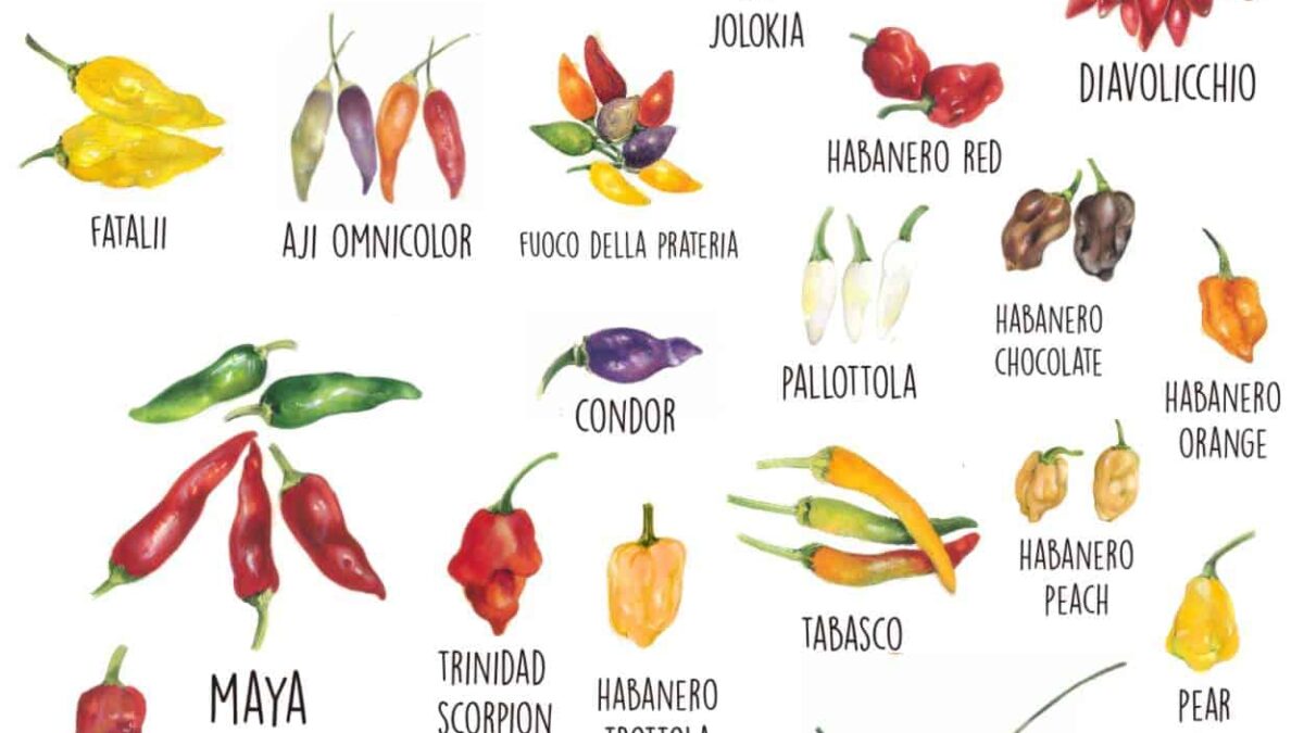 varietà di peperoncino