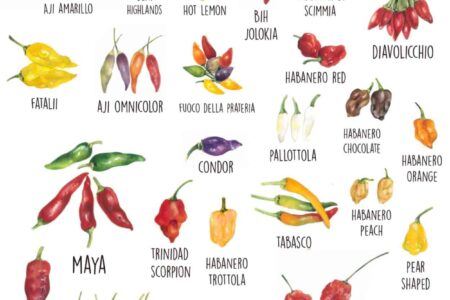 varietà di peperoncino