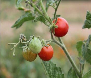 pianta di pomodoro