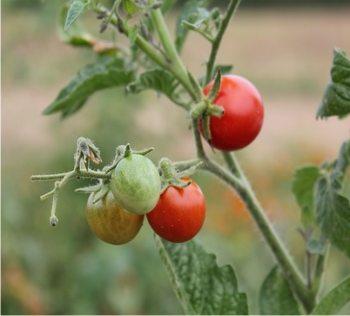 pianta di pomodoro