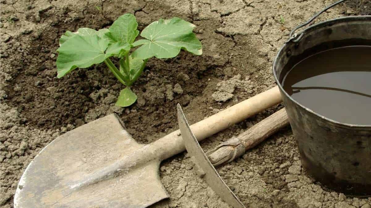 piantare piantine di zucca