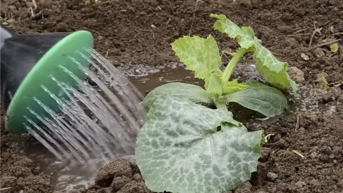 Piantare zucchine a giugno