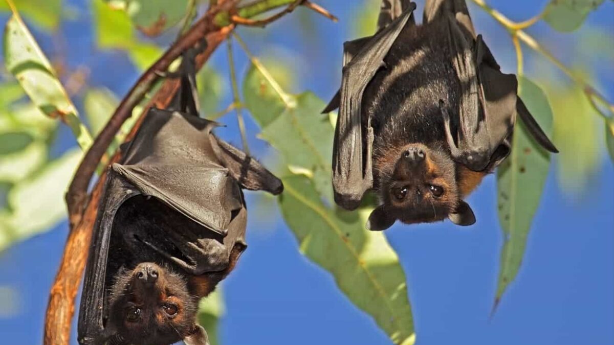 pipistrelli