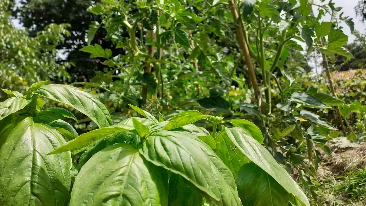 pomodori consociazione con basilico