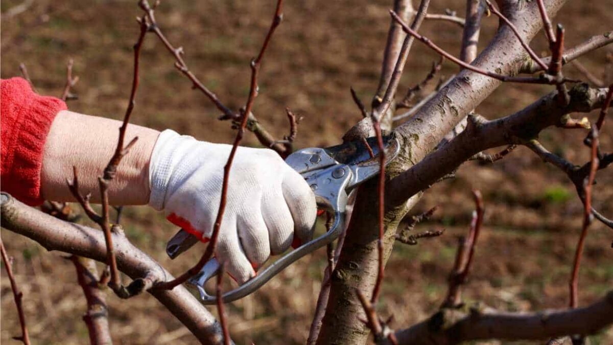 lavori di potatura in gennaio