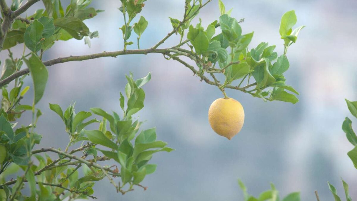 ramo di limone