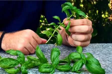 preparare il rametto per la talea