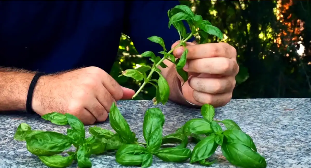 preparare il rametto per la talea