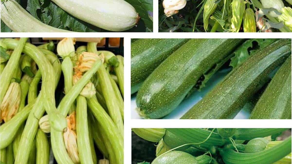 varietà di zucchine