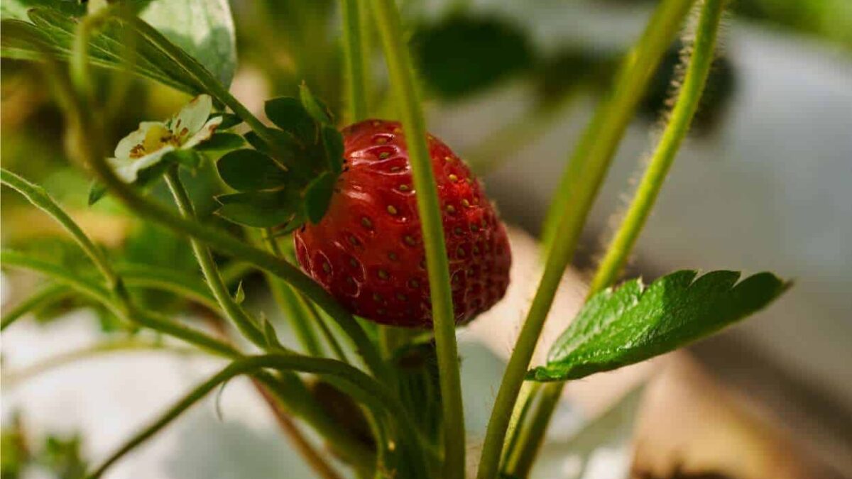 fragola in vaso