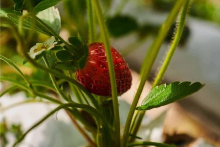 fragola in vaso