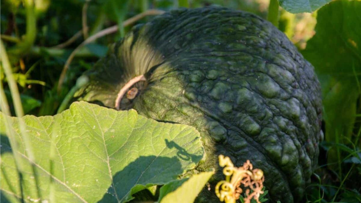 zucca concimata