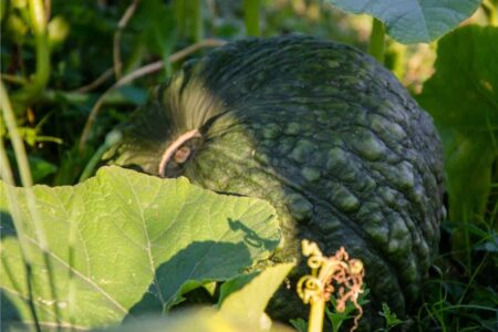 zucca concimata