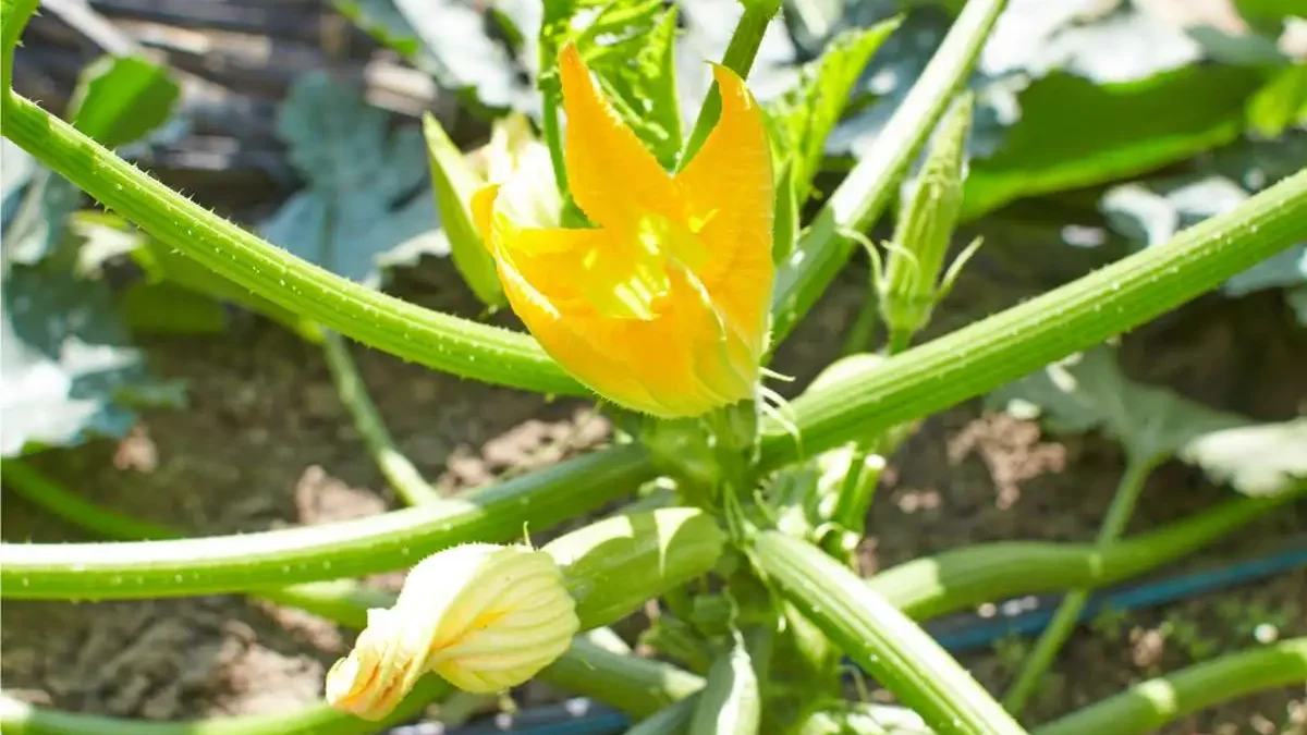 zucchine ad alberello di Sarzana