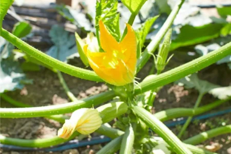 zucchine ad alberello di Sarzana