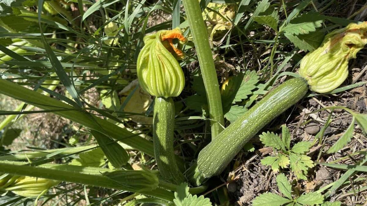 piante di zucchine estate