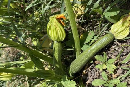 piante di zucchine estate