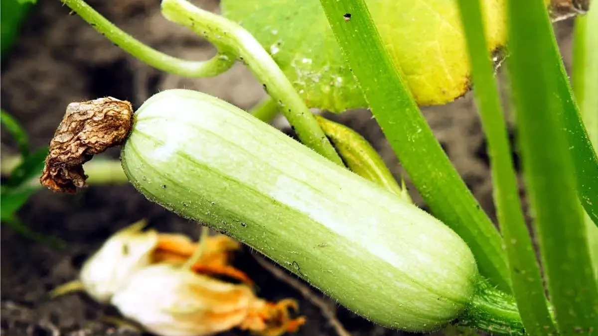 primi zucchini