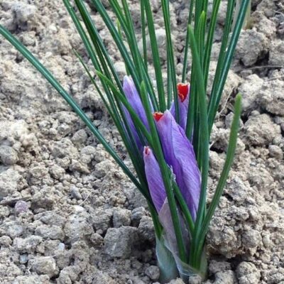 fiore di zafferano